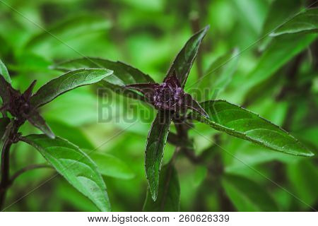 Thai Basil Closeup Spice Thai Vietnamese Cuisine Ocimum Basilicum