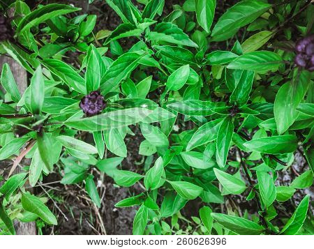 Thai Basil Outdoor Cultivation Of Useful Plants In The Garden