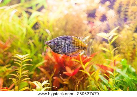 Melanotaenia Boesemani Male In An Aquarium Close Up