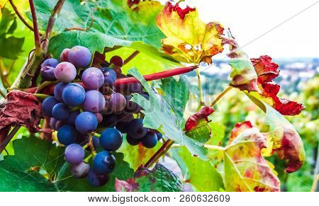 Closeup Of Grapevine In Main Region Next To Frankfurt - Germany