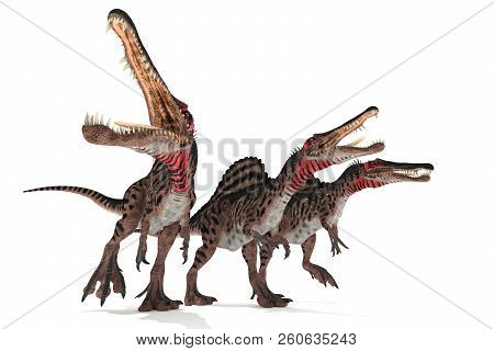 Group Of Spinosaurus On White Background 3d Illustration
