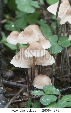 Mushrooms (gymnopus Confluens) On An Old Gray Autumn Leaves