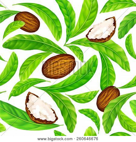 Shea Nuts With Leaves In Vector Pattern. Vector Seamless Pattern Of Shea Nuts With Shea Butter And G