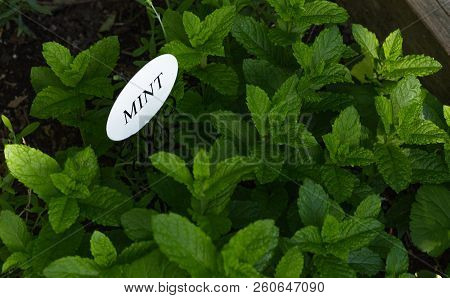 Healthy Mint Plant And Label In An Herb Garden In Oak Mountain, New Brunswick, Canada.