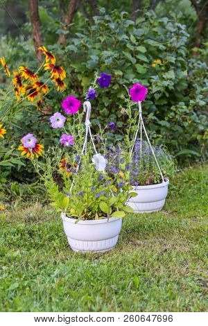 Beautiful Bright Garden Flower In Pots Outdoors. Garden Decoration.