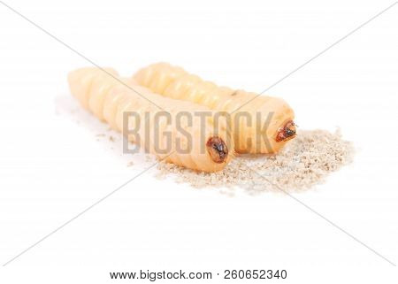 Larva Bark Beetle (scolytinae). Larva Of Bark Beetles Legless Isolated On White Background.