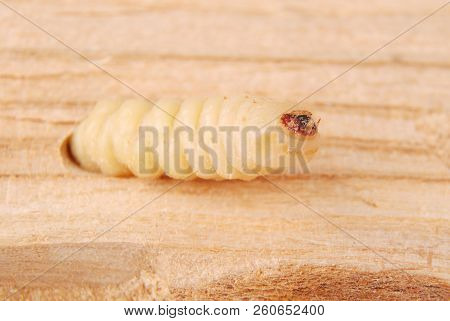 Larva Bark Beetle (scolytinae). Larva Of Bark Beetles Legless In His Burrow On Wood Background.