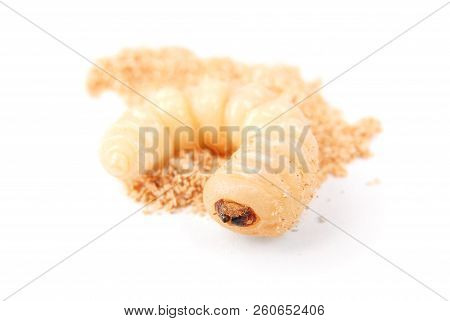 Larva Bark Beetle (scolytinae). Larva Of Bark Beetles Legless Isolated On White Background.