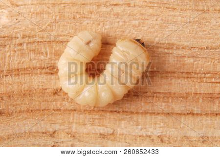 Larva Bark Beetle (scolytinae). Larva Of Bark Beetles Legless On Wood Background.