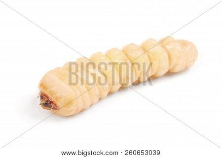 Larva Bark Beetle (scolytinae). Larva Of Bark Beetles Legless Isolated On White Background.