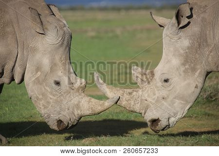 A Protrait Of A Male And Female Southern White Rhinoceros (ceratotherium Simum) Touching Horns.