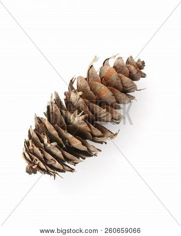 Douglas Fir Cone From Overhead On White Background