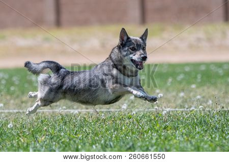 Swedish Vallhund Chasing A Lure During A Fast Cat Race