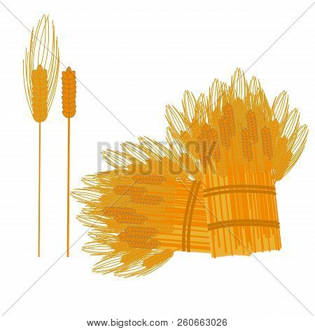 Ear Of Wheat And Sheaf Of Wheat. Vector Illustration.