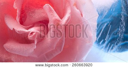 A Rose In Ice. Macro. Frozen Beautiful Flower