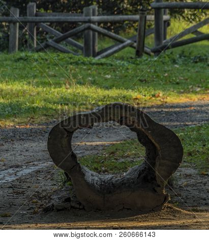 Tree Trunk Near Velke Losiny Castle Garden In Summer Morning