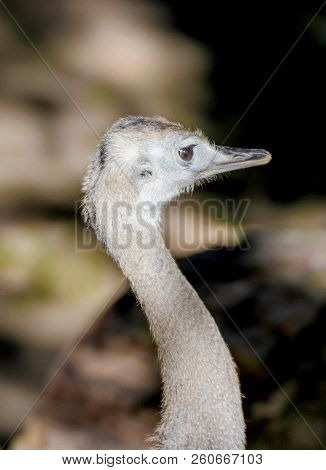 Close Up Of A Young Nandu In A Zoo