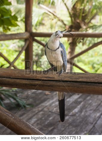 White Throated Magpie Jay Sits On A Wooden Railing Tilting His Head Looking At The Camera