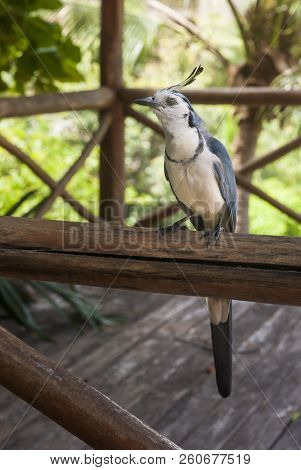 White Throated Magpie Jay Sits On A Wooden Railing Facing Forward.