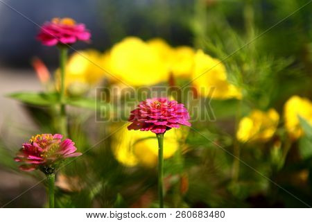 Bright Colorful Flowers Of Yellow And Fuchsia Colors Background.