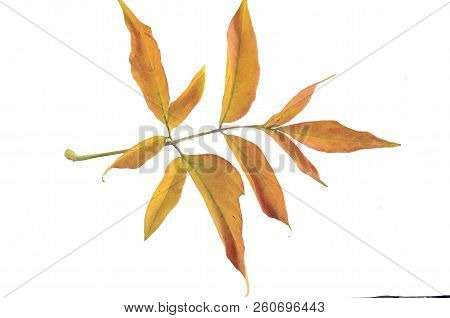Autumn Branch Of Ash-leaved Marple (acer Negundo) With Colorful Leaves Close Up, Isolated On White B
