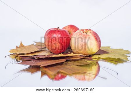 Three Apples On Table With Reflection. Autumn Abstract Photo