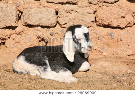 Pasgeboren goatling