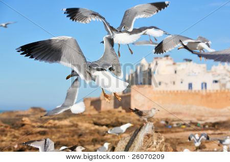 Meeuwen over Essaouira, oude Portugese stad in Marokko