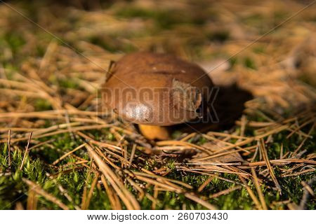 Xerocomus Growing On The Ground