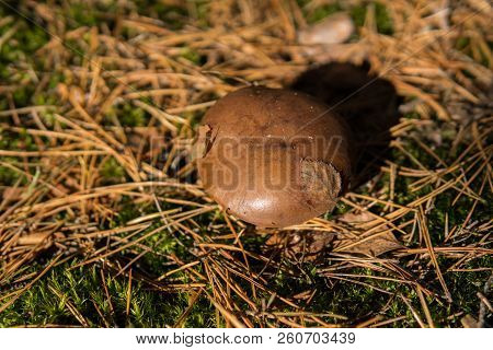 Xerocomus Growing On The Ground