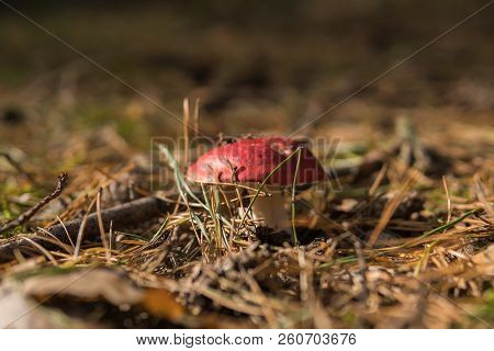 Detail Of Vomiting Russula Growing In The Forest