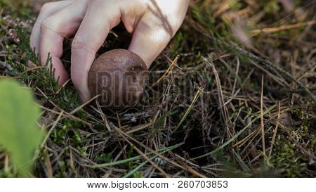 Detail Of Hand Picking Up Xerocomus Growing On The Ground Insie Of A Forest