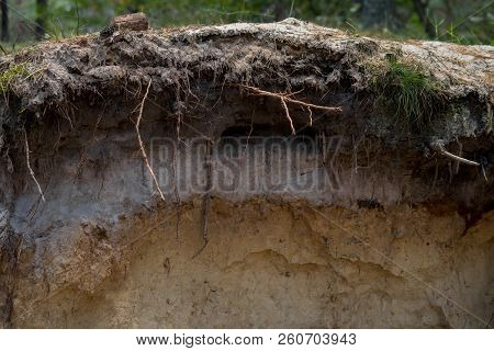 Layers Of Podzol Soil