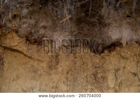 Layers Of Podzol Soil