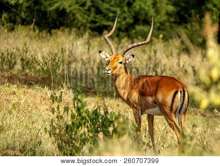 Impala At Lake Naivasha In Kenya, Africa
