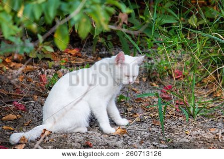 White Cat In Garden. Sad Mood Or Pet Disease Concept.