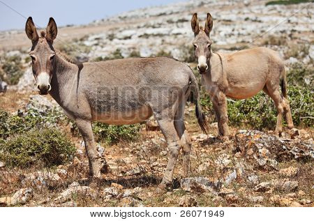To æsler muldyr. Øen Socotra