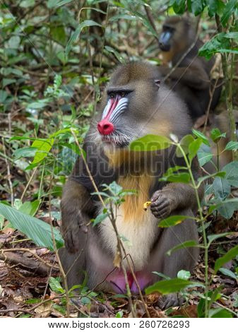 Mandrill Close-up Portrait (mandrillus Sphinx)africa Gabon Forest