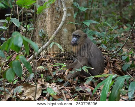 Mandrill Close-up Portrait (mandrillus Sphinx)africa Gabon Forest