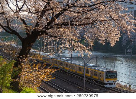 Cherry Blossom Around Sotobori Park, Tokyo, Japan.
Sotobori Park Is Famous Cherry Blossoms Spot That