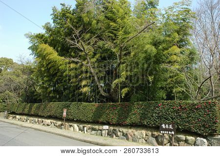 Inuyama, Japan-23 Apr, 2018: View Of Jo-an Tea Ceremony House. Said To Be One Of The Finest Teahouse