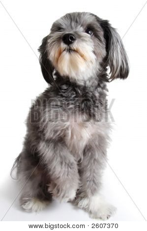 Bom cachorro bastardo