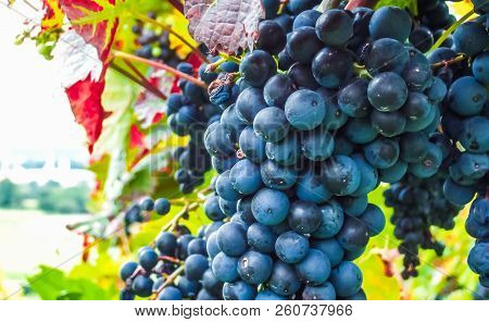 View On Closeup Of Grapevine In Main Region Next To Frankfurt - Germany