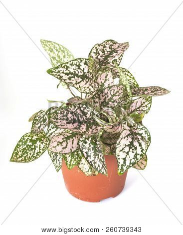 Hypoestes Plant In Front Of White Background