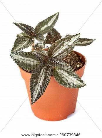 Hypoestes Plant In Front Of White Background
