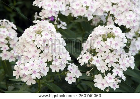 Garden Phlox Flowers Close Up Shot In Summer