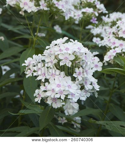 Garden Phlox Flowers Close Up Shot In Summer