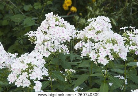 Garden Phlox Flowers Close Up Shot In Summer