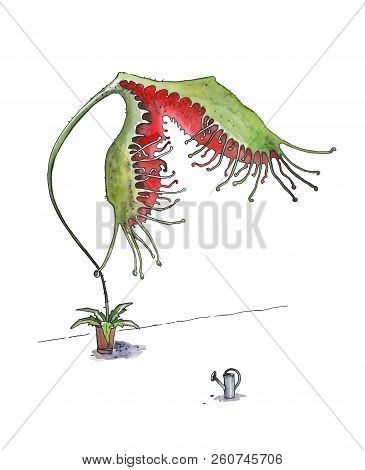 Giant Carnivorous Drosera Rotundifolia In The Home. Humorous Illustration. Vegetarian Cuisine. Water