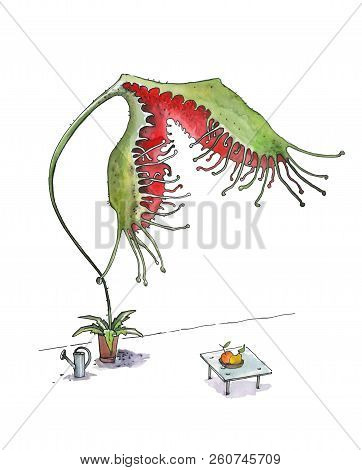 Giant Carnivorous Drosera Rotundifolia In The Home. Humorous Illustration. Vegetarian Cuisine. Water